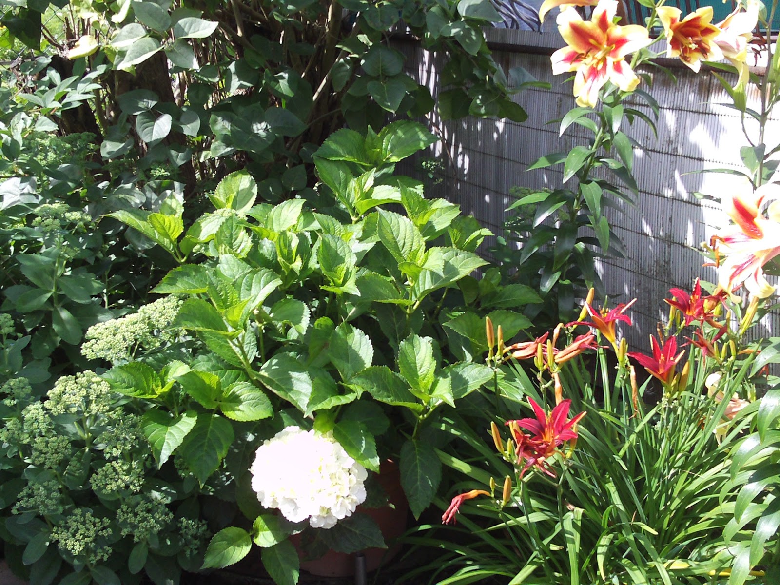 Taglilien Rhizome 3 Stück - Winterharte Gartenpflanzen Für Beet & Balkon