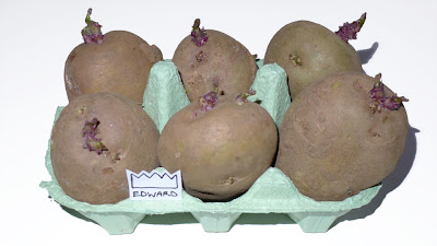 chitting King Edward Potatoes