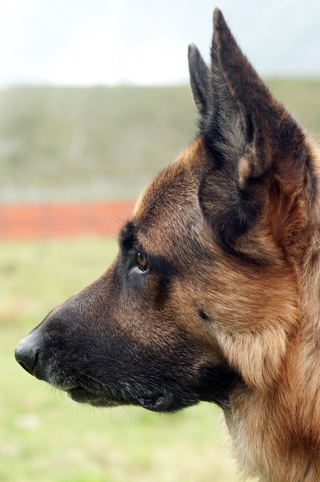 Risultati immagini per pastore tedesco soccorso