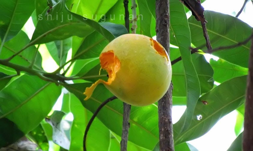 Cranium Bolts Addicted to mangoes!