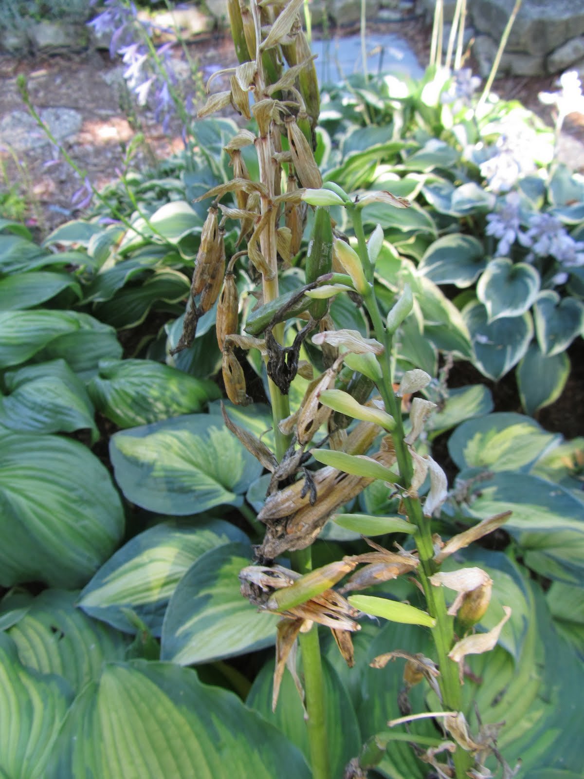 Cheesehead Gardening Collecting hosta and daylily seeds