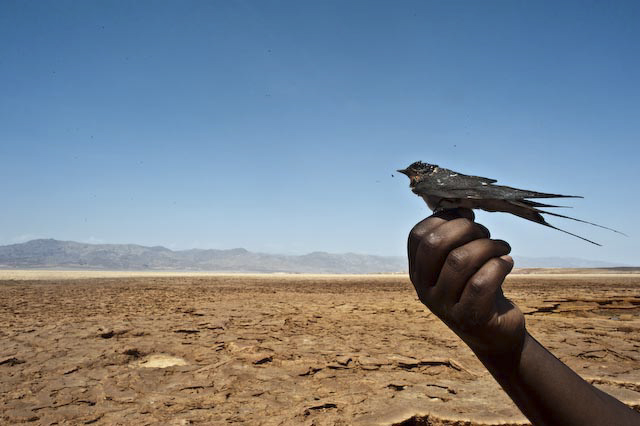 Photograph of Danakil Depression in Afar, Ethiopia by Ethiopian photographer Michael Tsegaye