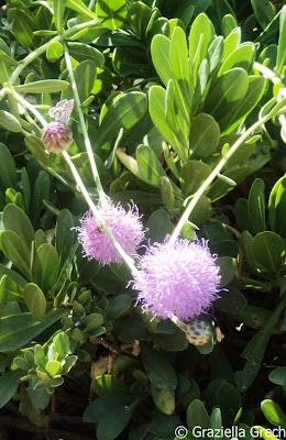 maltese rock centaury
