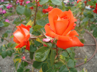 Rosa naranja