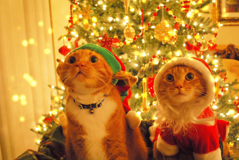 Image result for christmas cat animated images