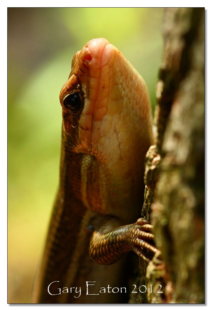 IMAGE: http://4.bp.blogspot.com/-DOaWTuWPgis/T37iZQE2RII/AAAAAAAAFm8/qrr8SDOeAJs/s1600/IMG_9062.jpg