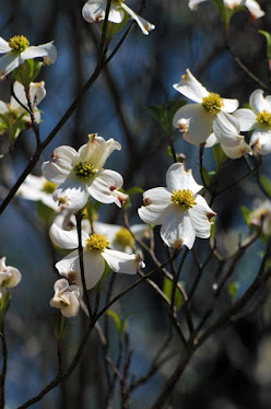 Flowering Dogwood, Cornus florida