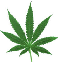 marihuana hoja de marihuana