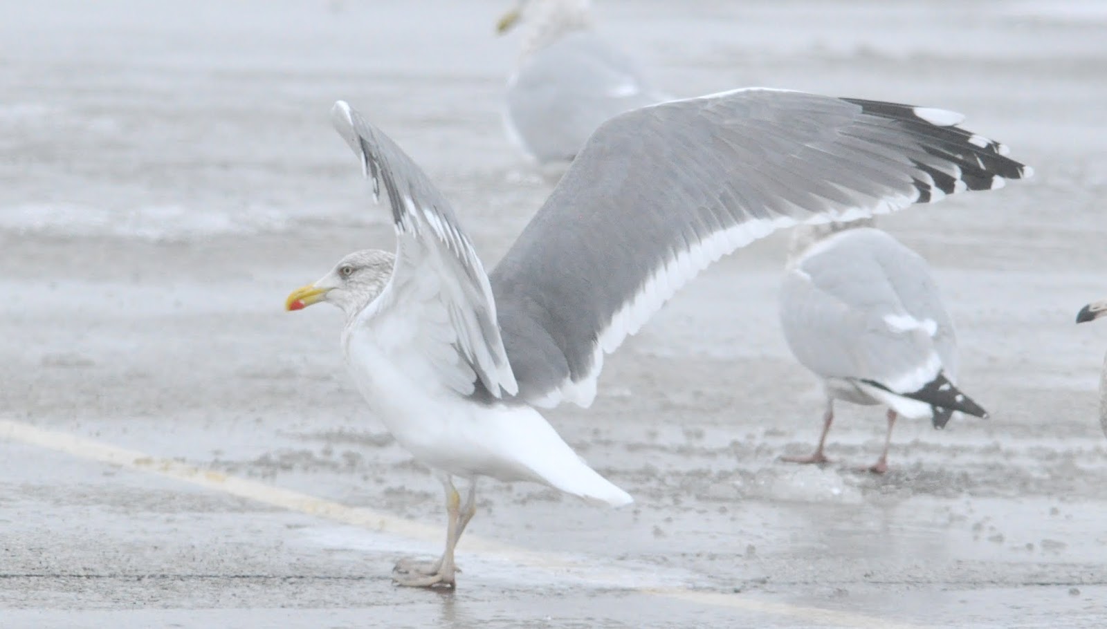 Anything Larus Presumed Adult Appledore Gull