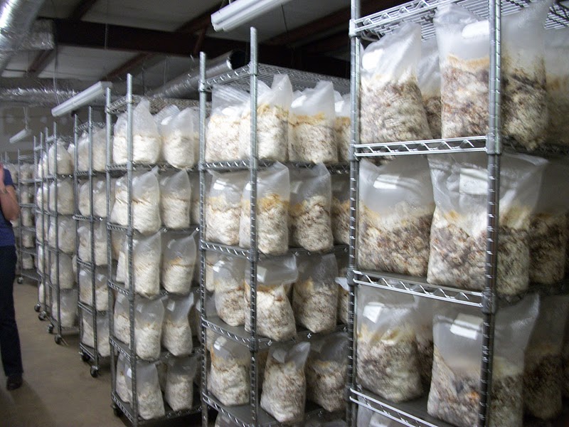 Scott County Master Gardener's VISIT TO A MUSHROOM GROWER