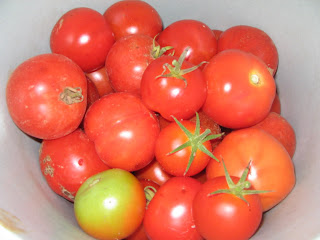 tomatoes