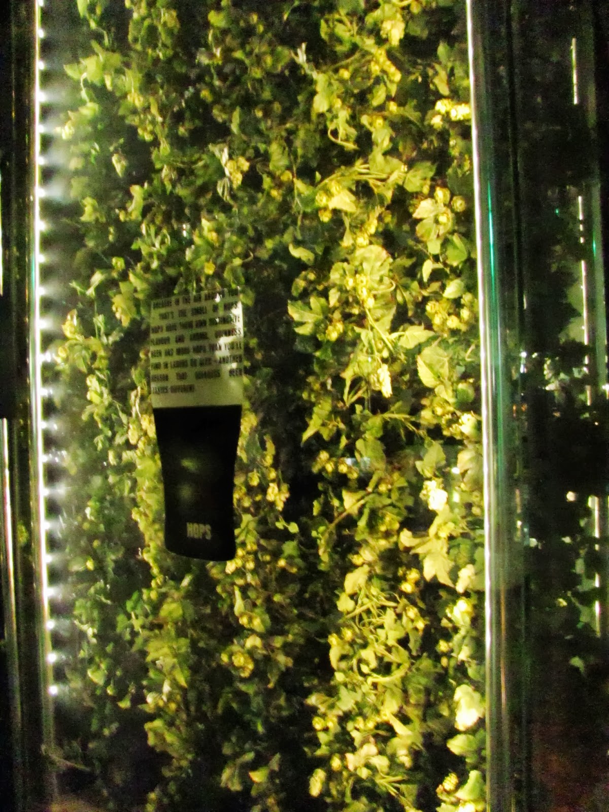 Hops on Display Hops are grown for display at Guinness Storehouse, Dublin, Ireland