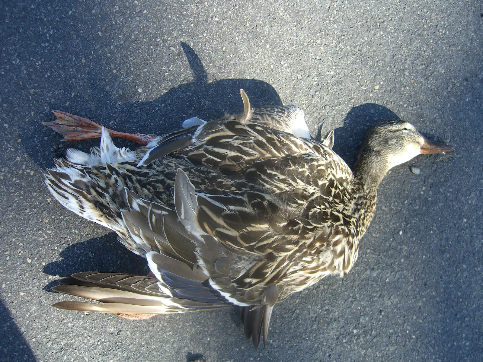 Desert Roadkill Dead Duck, 03302012