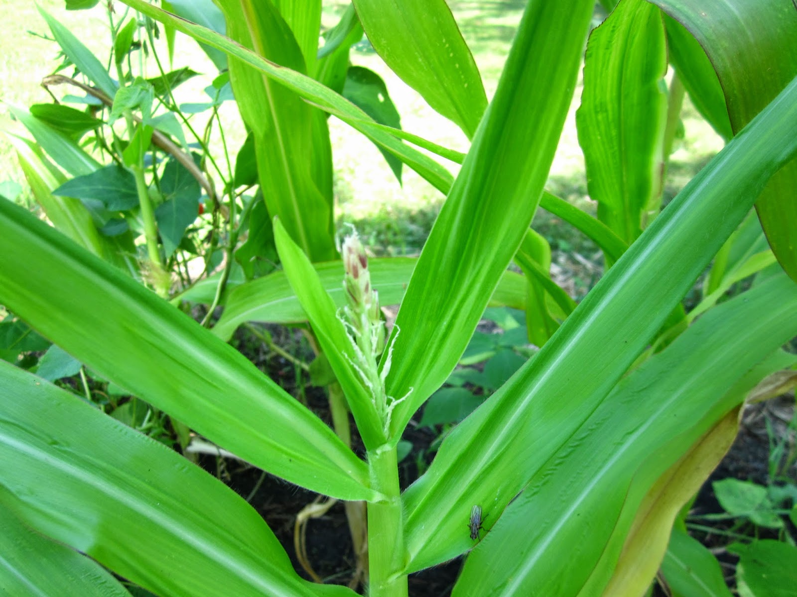 Cold Hands Warm Earth Update on Three Sisters Garden