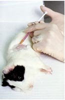 (21/08/011) El Reino Unido prohibirá el uso de animales en pruebas de productos domésticos.