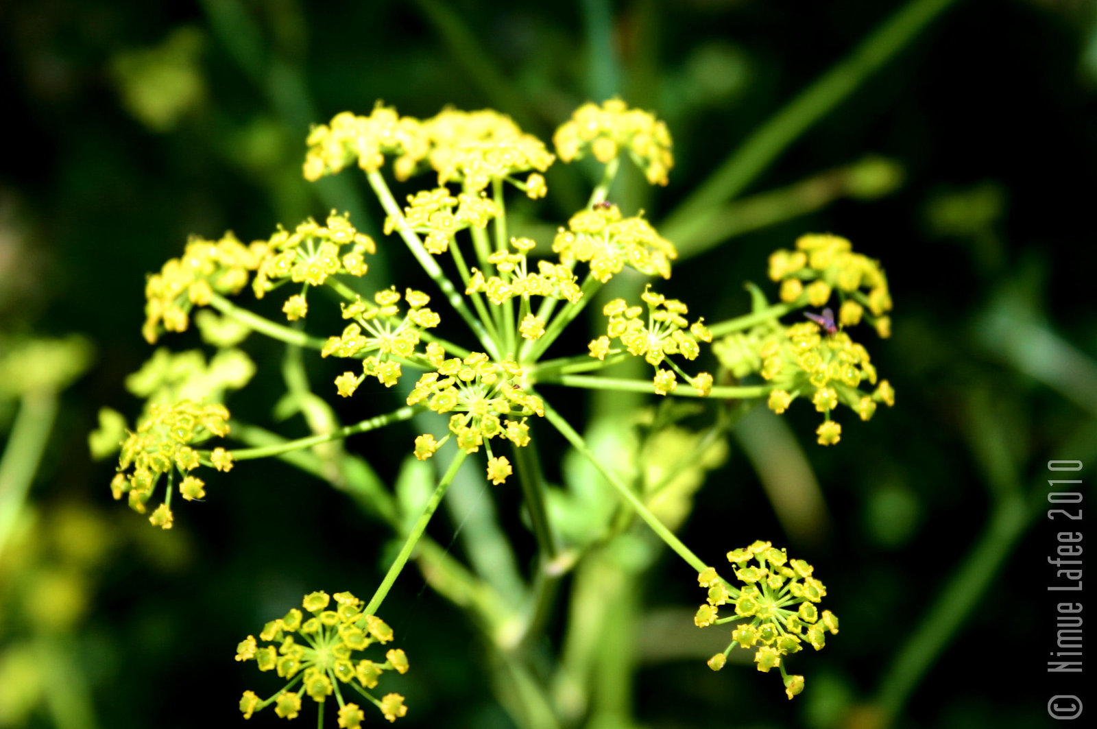 Fennel Flower
