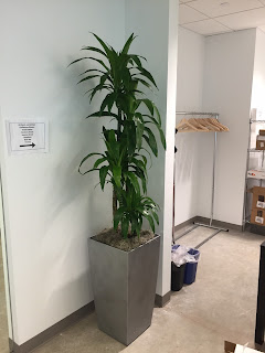 Boston MA tall narrow medium light loving office plants;