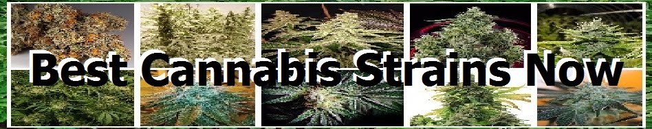Best Cannabis Strains Now