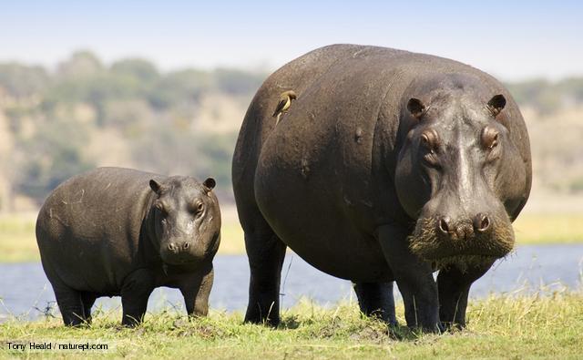 Hippopotamus Latest Profile And Pictures | All Wildlife Photographs