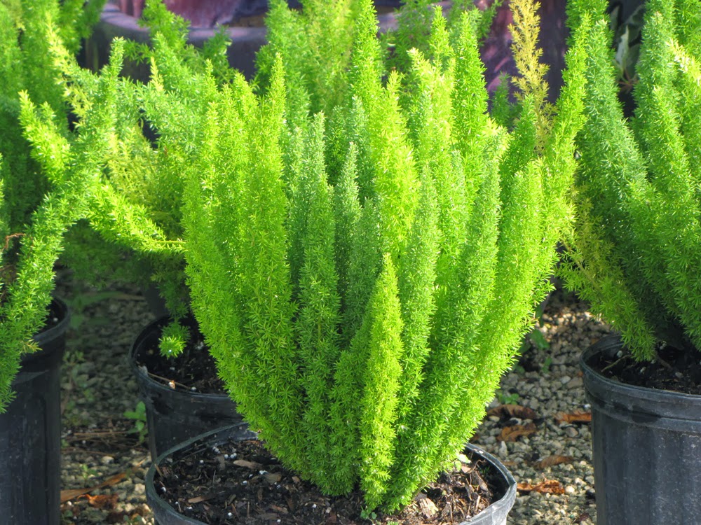 Aspargus Densiflorus Mazeppa