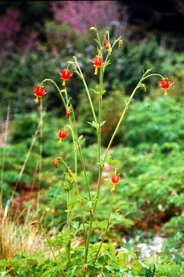 Aquilegia formosa