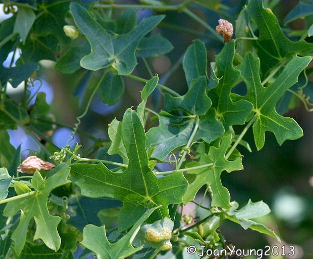 Natures World of Wonder Wild Melon (Coccinea quinqueloba)