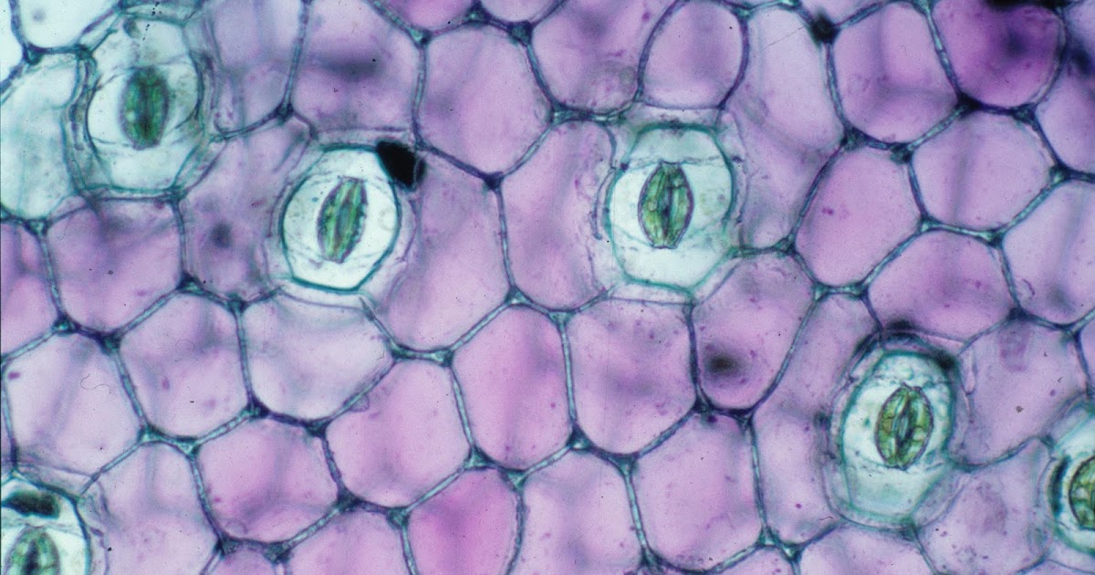 Epidermis dan Derivat Tumbuhan