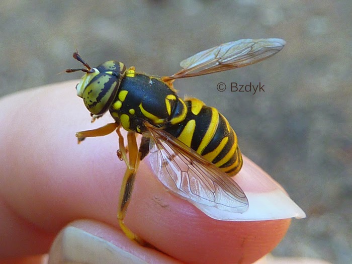the sentimental entomologist its not what it looks like wanna sweat flies