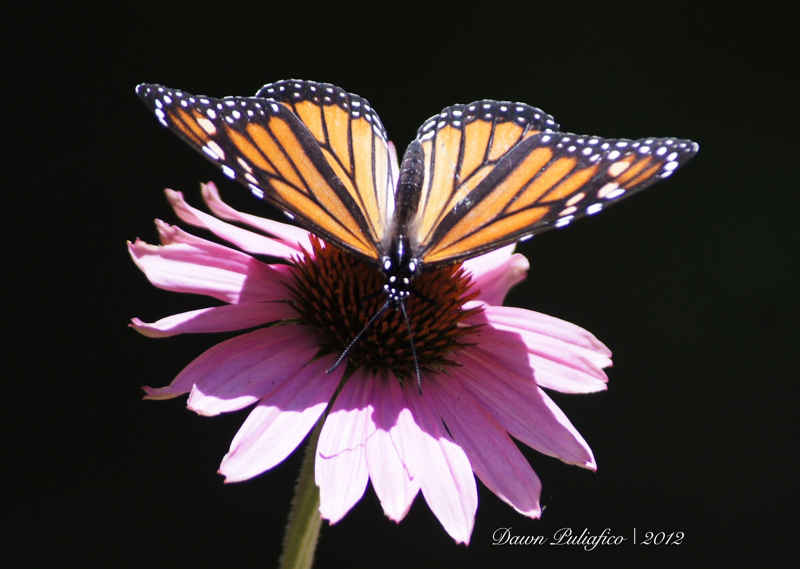 Things with Wings Massachusetts Butterflies