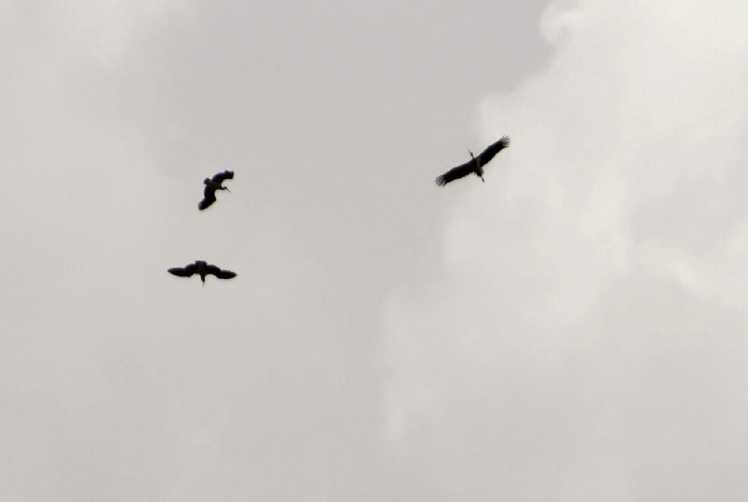Then we were joined by storks Then we were joined by storks