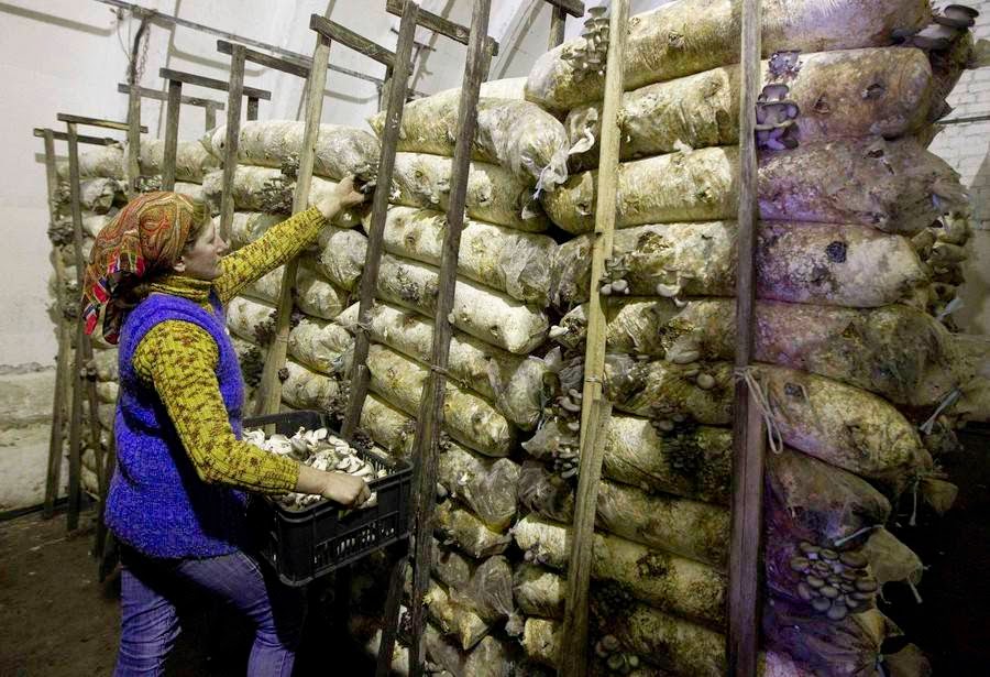 Missile Hangars for growing Mushrooms in Belarus Missile Hangars for growing Mushrooms in Belarus