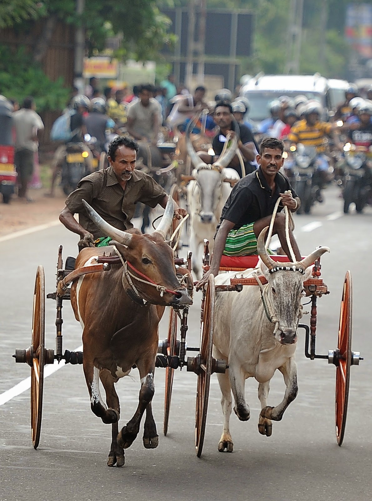 what race celebrates new year images archival store bull cart race during sinhala and what race celebrates new year images archival store bull cart race during sinhala and