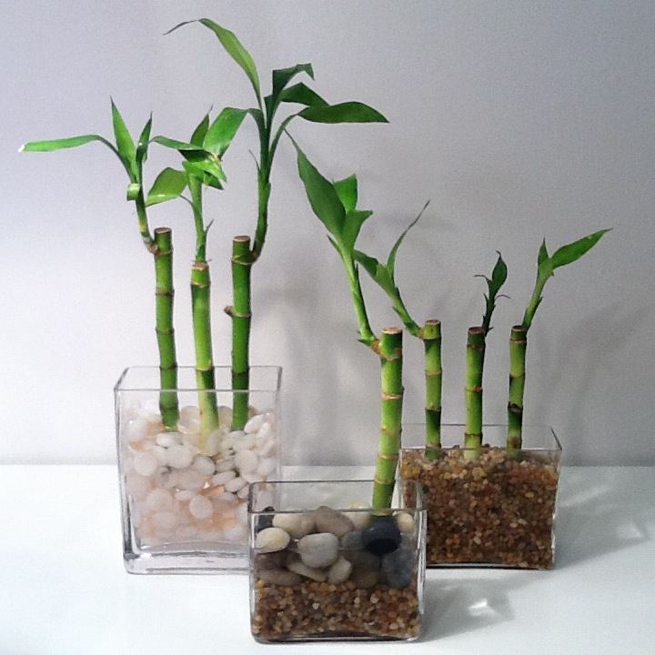 Thrifting Is Therapy Lucky Bamboo For You Thrift Store