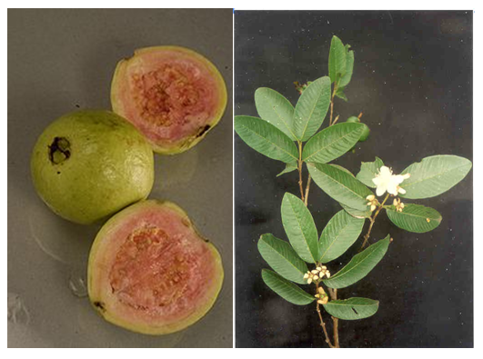 l e s t a r i a m a l i a n i: Tanaman Obat (Jambu Biji &amp; Mengkudu)