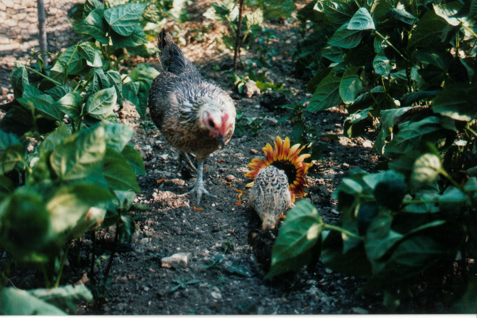 The Holistic Hen How to raise quail, chickens and pigeons organically