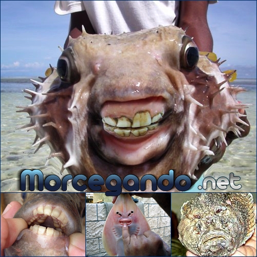 peixes com dente