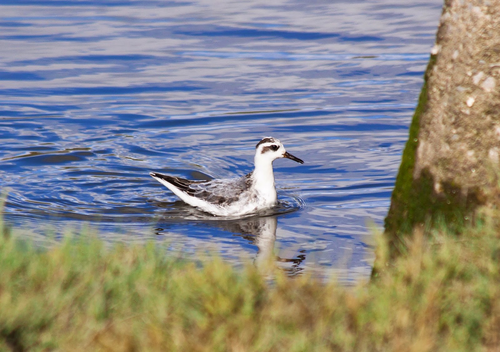 Grey Phalarope