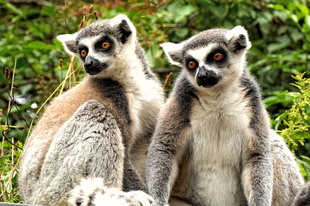 madagaskar home of animals