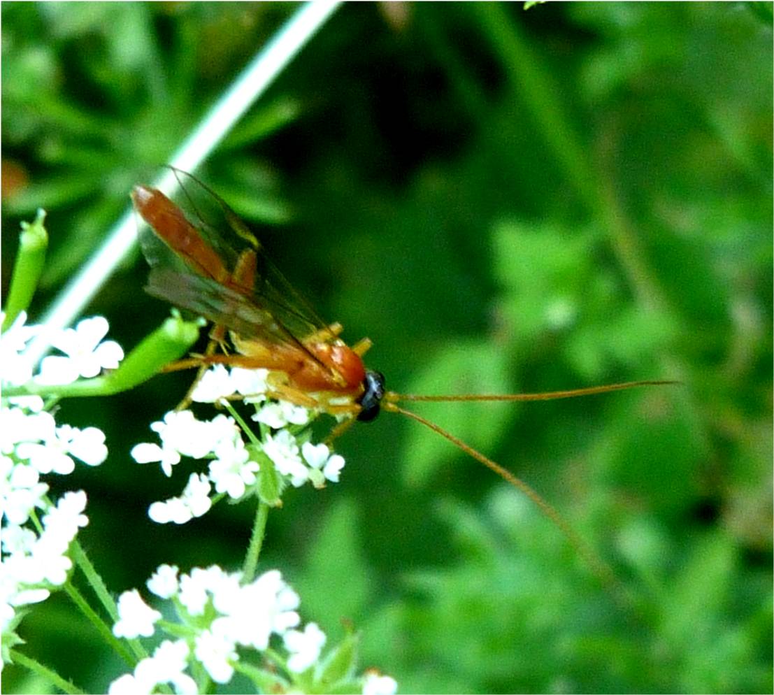 http://4.bp.blogspot.com/-DTPHjPm39iE/UAXCR770KlI/AAAAAAAABAU/2e7-Wu1k70g/s1600/Short-tailed+Ichneumon+Wasp+(Netelia+species)+(2).jpg
