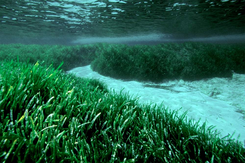 Seagrass ecosystem services (Grass Roots Biology)