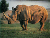 Rinoceronte de Java