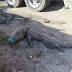 Estados/ Multarán a empresa en Q. Roo por muerte de 124 cocodrilos