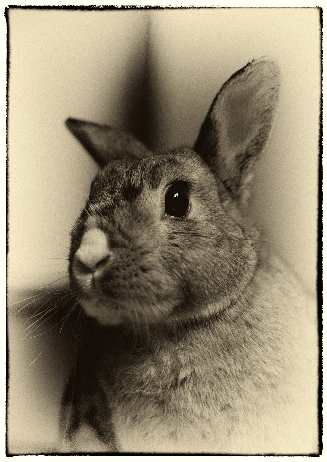 The Vintage Bunny