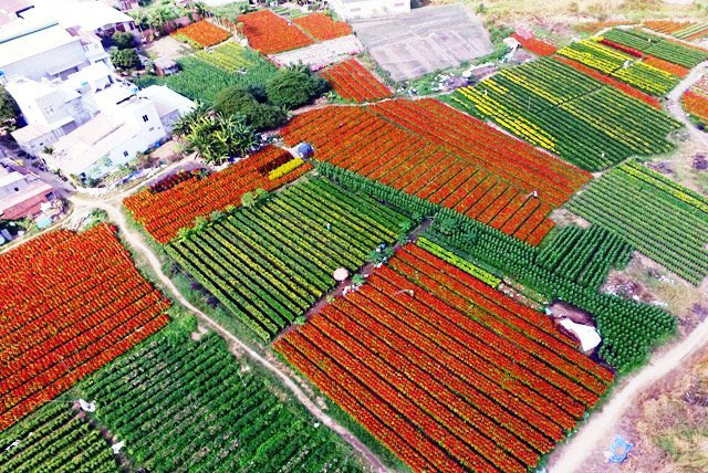 [Image: Dep-nhu-tranh-voi-canh-dong-hoa-xuan-o-Sai-Gon-1.jpg]