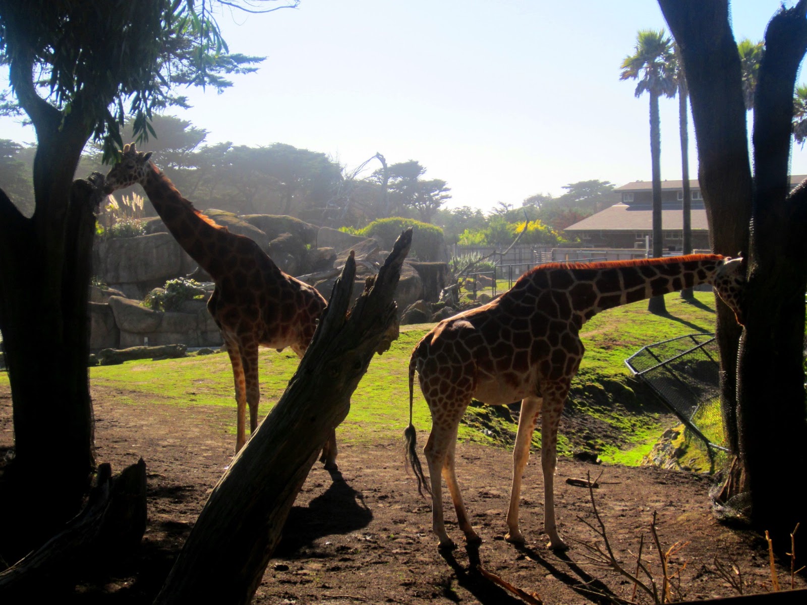 Givskud Zoo rabat tantra esbjerg Givskud Zoo rabat tantra esbjerg