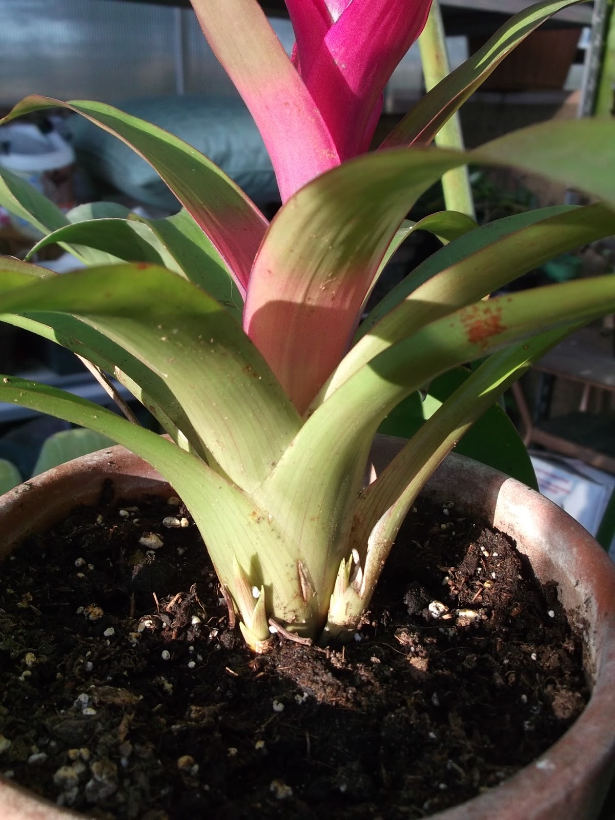 Greenhouse Tour with Bromeliads and Such SECRETS of a SEED SCATTERER