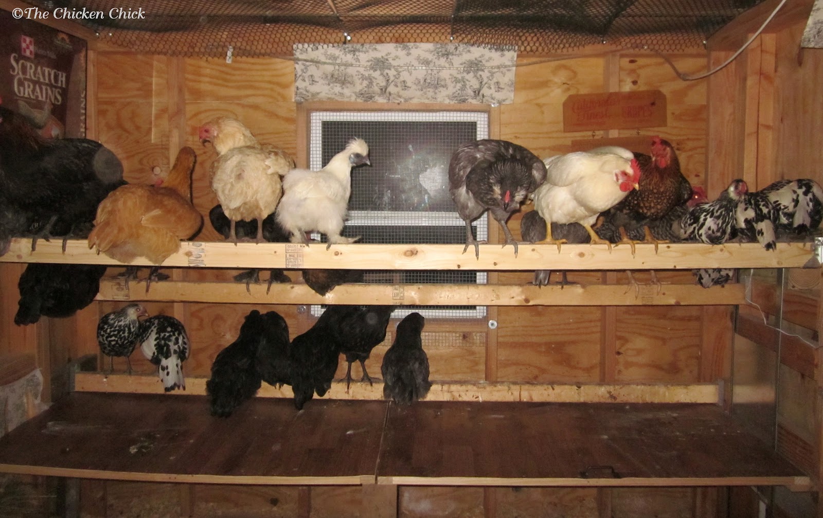 5 Tips for a Cleaner Coop with Less Effort The Chicken Chick®