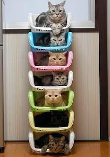 hotel para gatos hotel para gatos