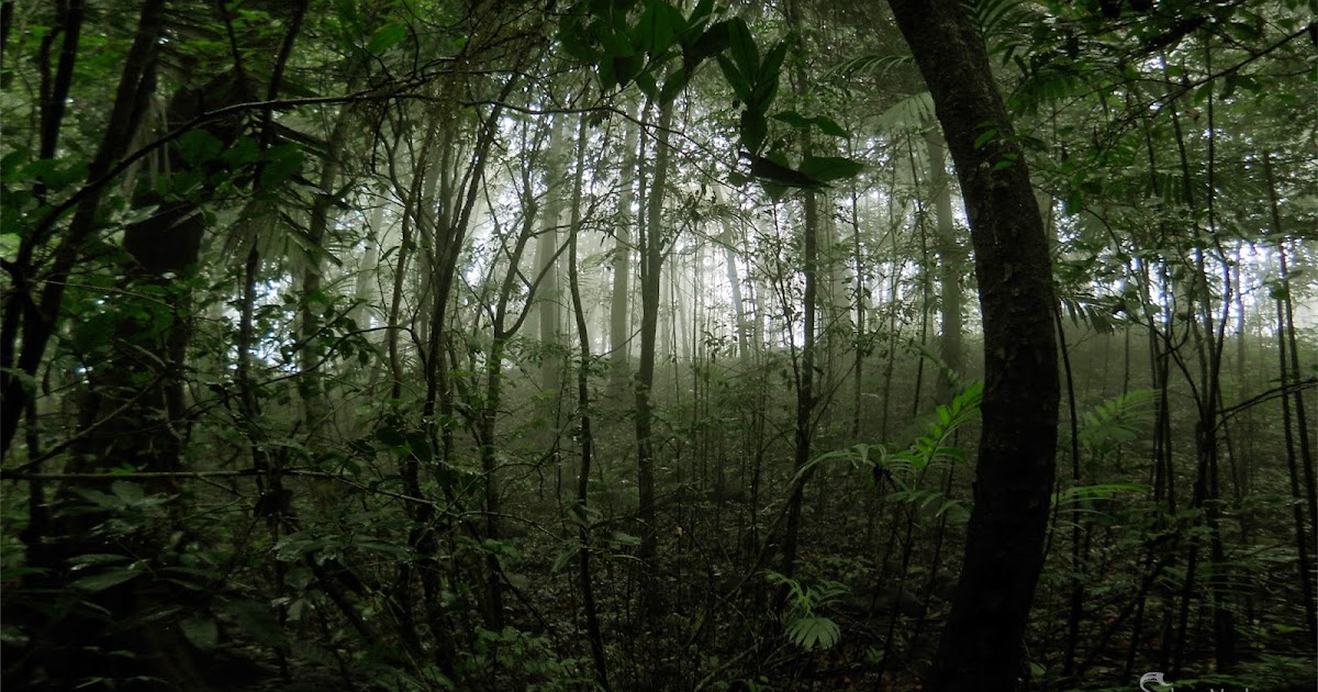 Narasimha Parvatha - Trekker