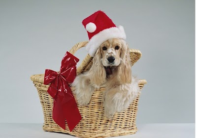 Cute pets dressed for Christmas funny images